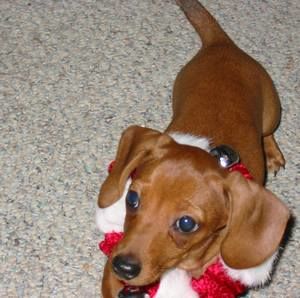 Meet your Posher, Pam